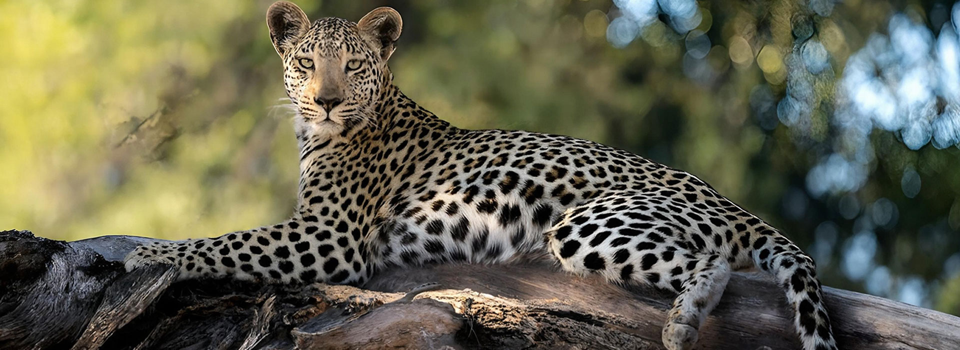 safari-marketing-experts-baner-fig-1